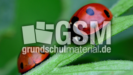 Siebenpunkt-Marienkäfer (8).jpg